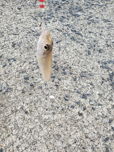 伊万里湾