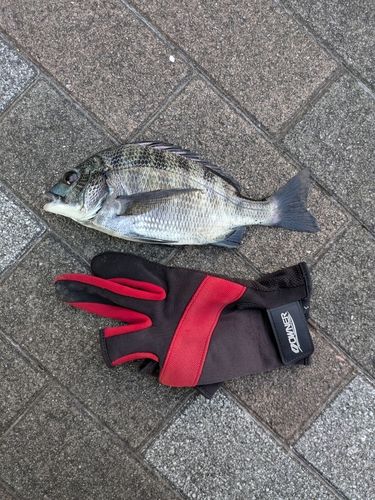 チンチンの釣果