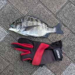 チンチン