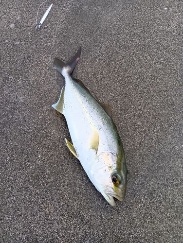 ネリゴの釣果