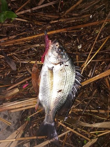 キビレの釣果