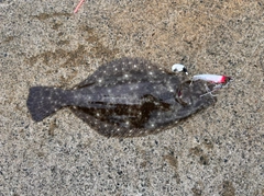 ソゲの釣果