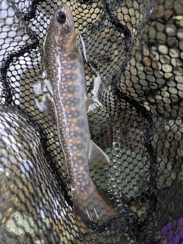 ヤマトイワナの釣果