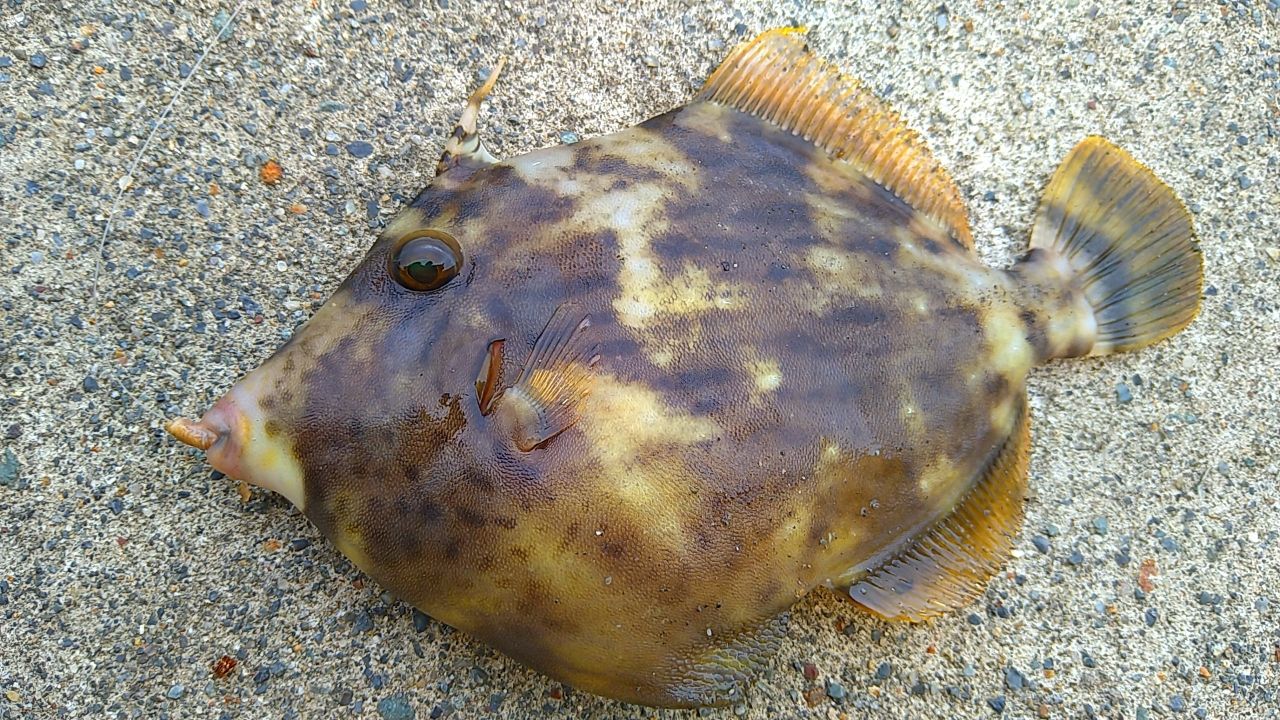 カワハギ