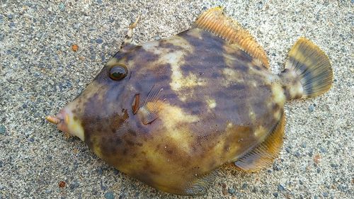 カワハギの釣果