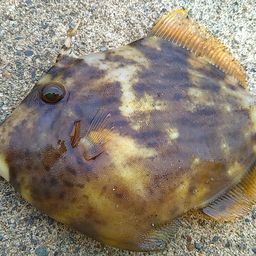 カワハギ