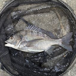 クロダイ