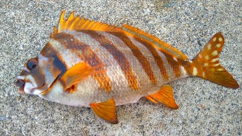 タカノハダイの釣果