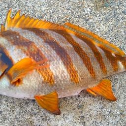 タカノハダイ