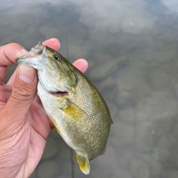 スモールマウスバス