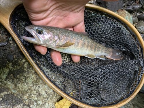 ヤマトイワナの釣果
