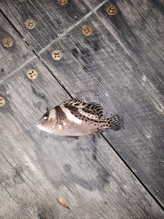 コショウダイの釣果