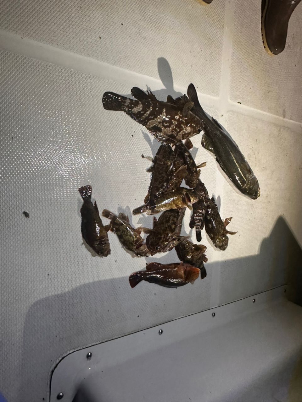 蒲焼さんの釣果 1枚目の画像