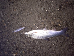 ウグイの釣果