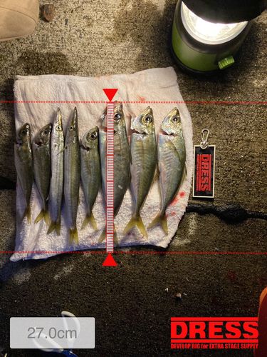 アジの釣果