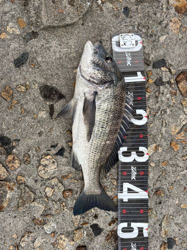 チヌの釣果