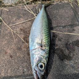 マサバ