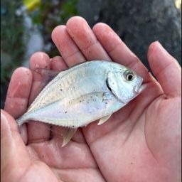 メッキ