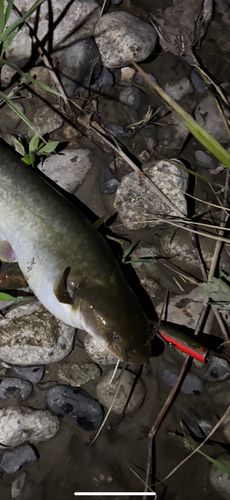 胎内フィッシングパーク