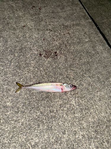 大船渡湾