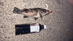釣果