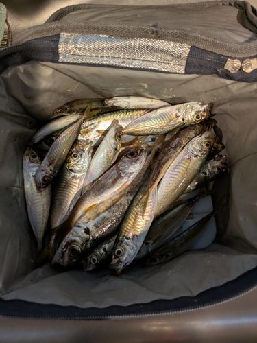 本牧海づり施設