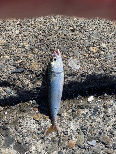サバの釣果