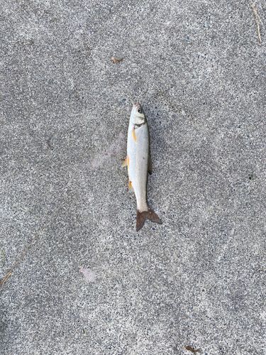 ウグイの釣果