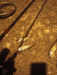 マアジの釣果