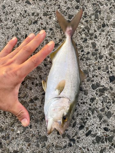 ネリゴの釣果