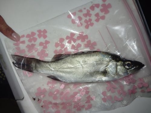 片瀬漁港