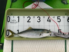 イナダの釣果