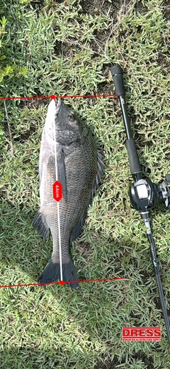 チヌの釣果