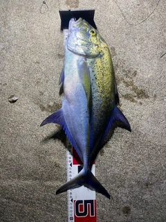 カスミアジの釣果