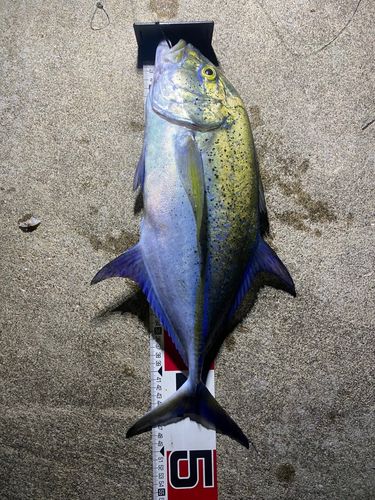 カスミアジの釣果