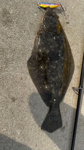 ソゲの釣果