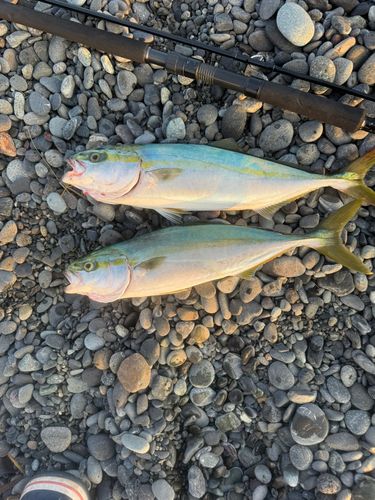 ヒラソウダの釣果