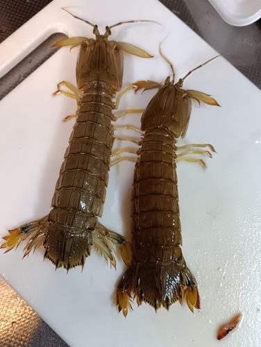 留萌港