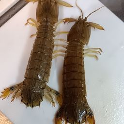 シャコ