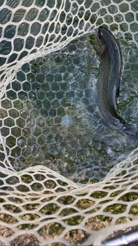 ニジマスの釣果