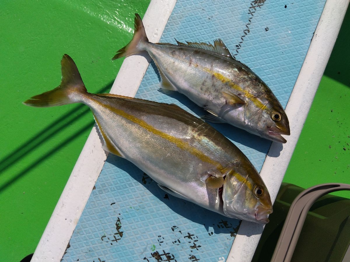 @慎也便.comさんの釣果 1枚目の画像