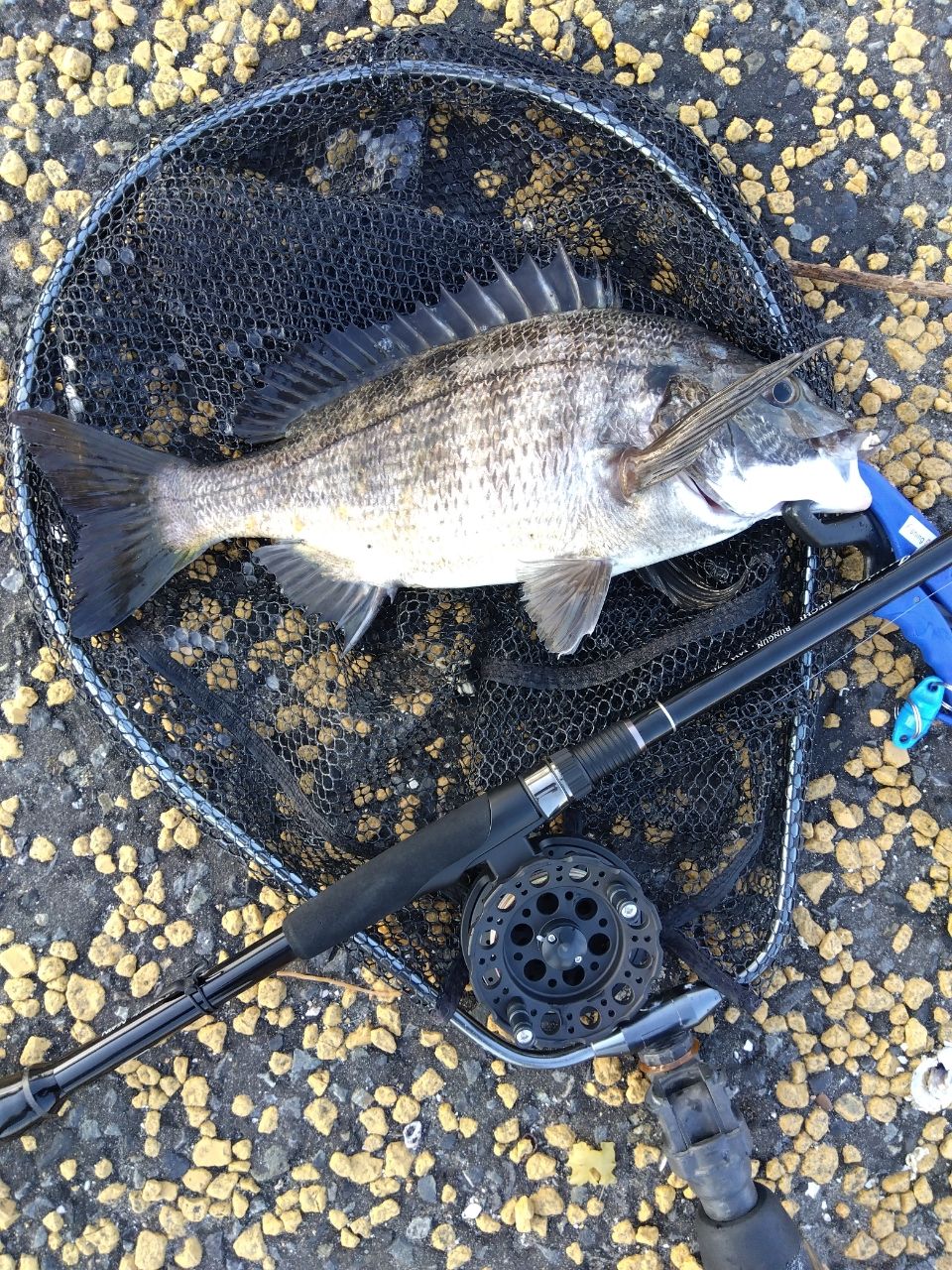 @慎也便.comさんの釣果 2枚目の画像