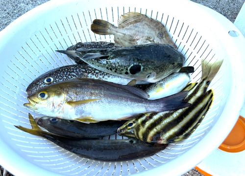 ショウサイフグの釣果