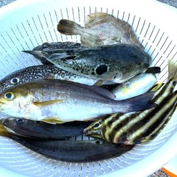 ショウサイフグ