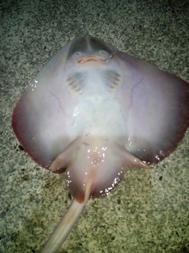 コモンカスベの釣果