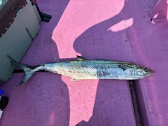 サワラの釣果