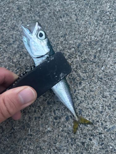 サバの釣果