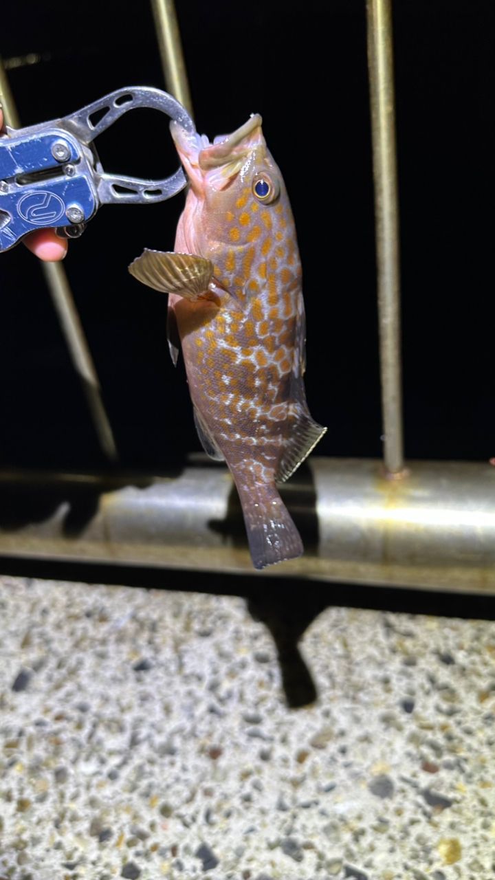 キジハタ