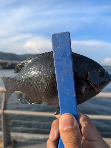 メジナの釣果