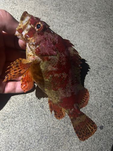 ヨロイメバルの釣果